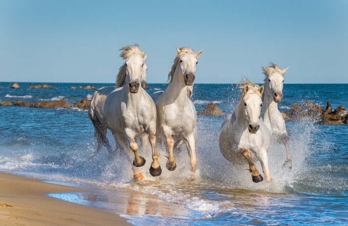 LA CAMARGUE