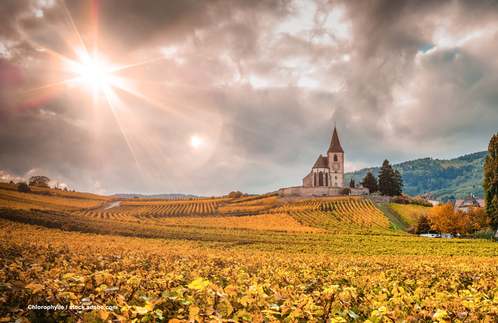 A LA DECOUVERTE DU TERROIR ALSACIEN