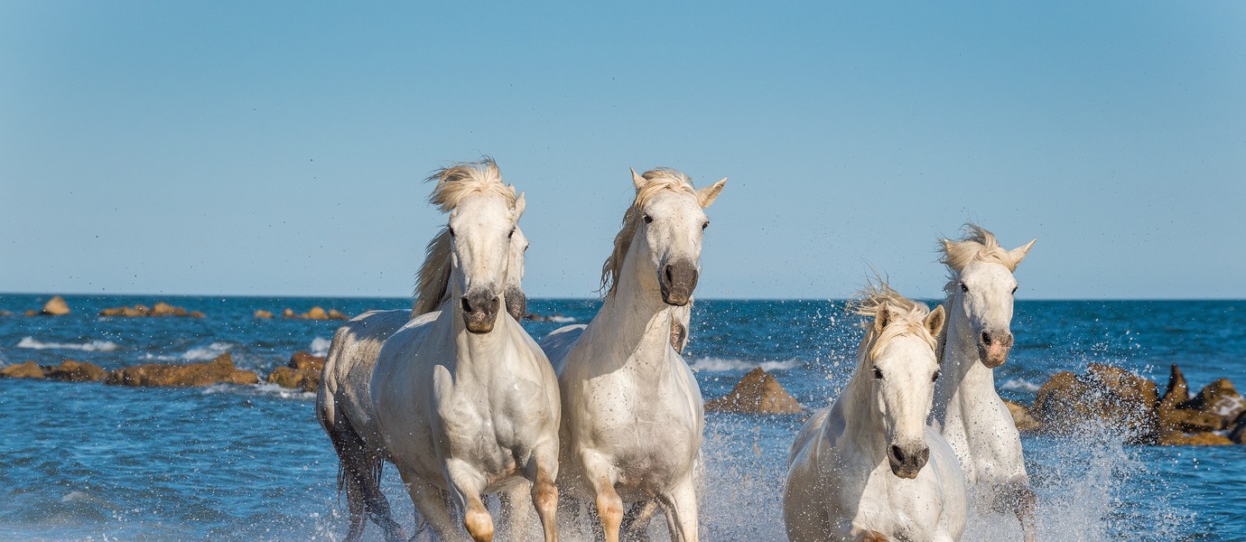 Herd of White Camargue Horses fast running through water in sunset light. Parc Regional de Camargue - Provence, France