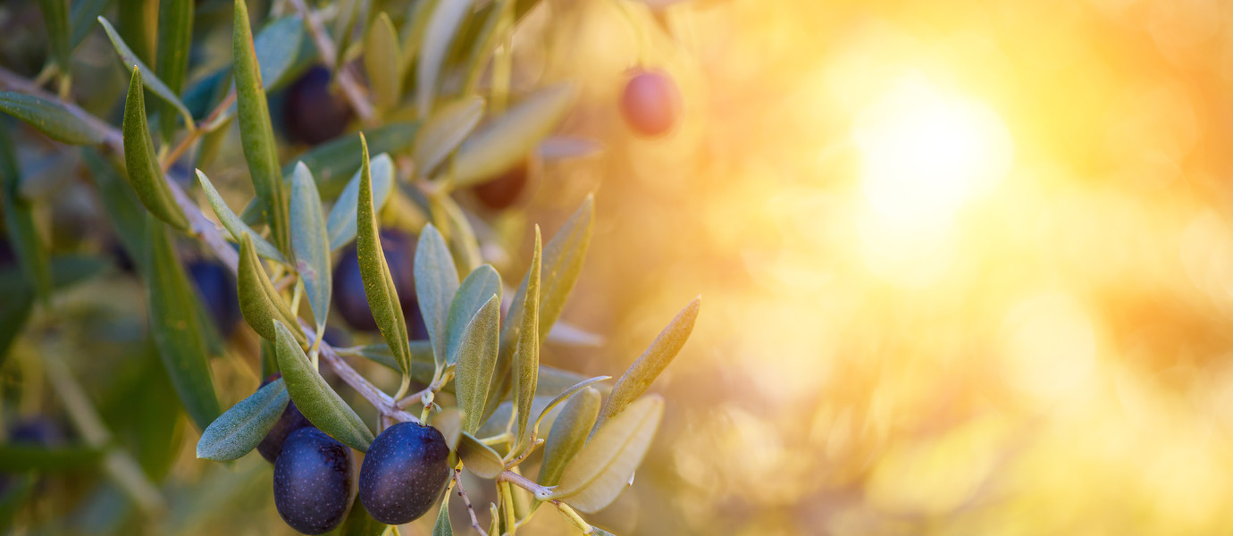 Olive trees farm. Olive branch with ripe fresh olives ready for harvest.